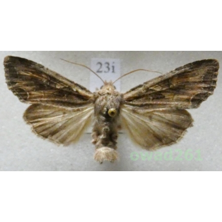Lacanobia suasa (Denis & Schiffermüller, 1775) Czech23i